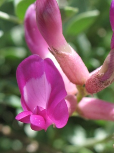 Astragalus spp.